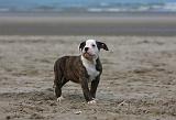 BOULEDOGUE AMERICAIN 231